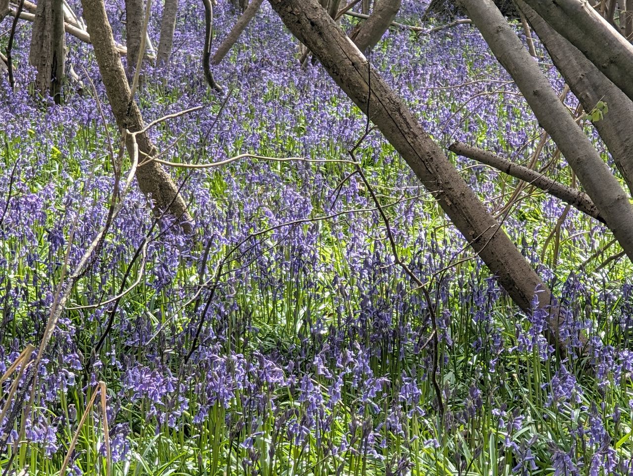 2026-04-12 18 Haddiscoe and Toft Monks.jpg